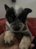 Odie, a male Australian Cattle Dog for sale in Dallas, TX – 1 of 9