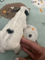 Nova, a female Australian Cattle Dog for sale in Dallas, TX – 3 of 3