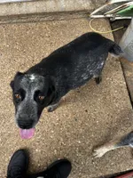 Litter coming soon, a  Australian Cattle Dog for sale in Dallas, TX – 1 of 2
