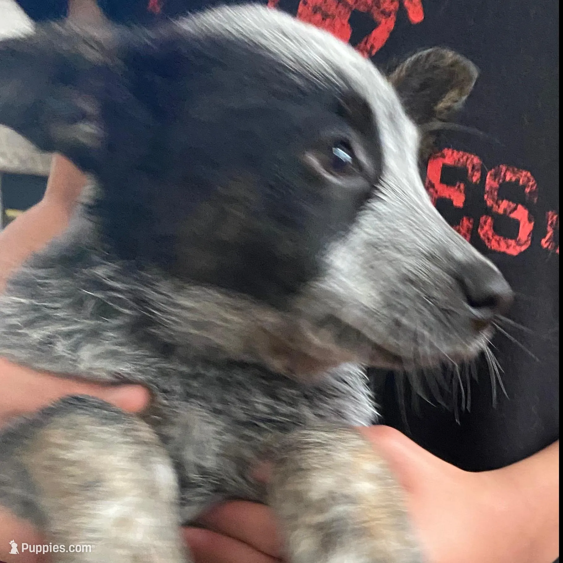 Lola, a female Australian Cattle Dog for sale in Dallas, TX – Photo 2 of 6