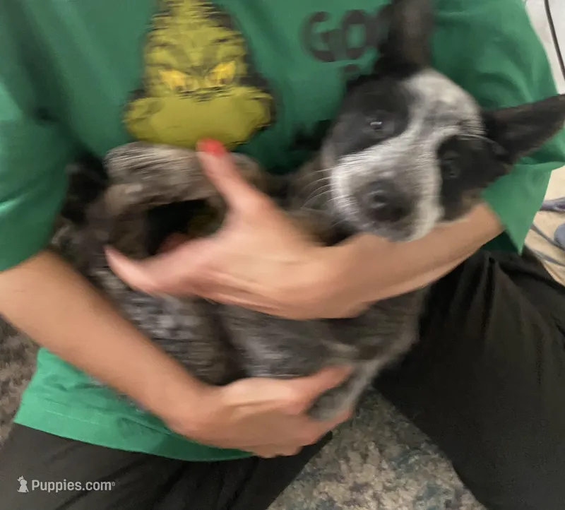 Lola – Australian Cattle Dog puppy for sale in Dallas, TX