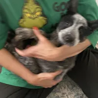 Lola, a female Australian Cattle Dog for sale in Dallas, TX – Photo 2 of 4