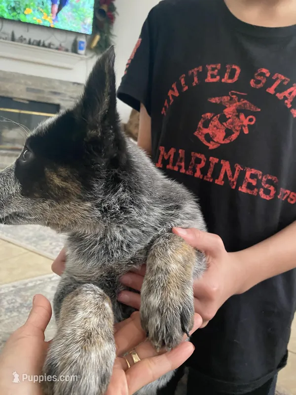 Lola – Australian Cattle Dog puppy for sale in Dallas, TX