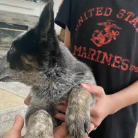 Lola, a female Australian Cattle Dog for sale in Dallas, TX – Photo 1 of 4