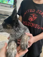 Lola, a female Australian Cattle Dog for sale in Dallas, TX – Photo 5 of 6