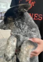 Lola, a female Australian Cattle Dog for sale in Dallas, TX – Photo 3 of 6