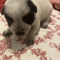 Lola, a female Australian Cattle Dog for sale in Dallas, TX – Photo 4 of 4