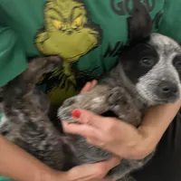 Lola, a female Australian Cattle Dog for sale in Dallas, TX – Photo 3 of 4