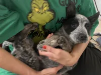 Lola, a female Australian Cattle Dog for sale in Dallas, TX – Photo 1 of 6