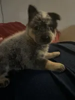 Nova, a female Australian Cattle Dog for sale in Dallas, TX – 3 of 9