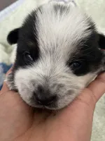 Spanky, a male Australian Cattle Dog for sale in Dallas, TX – 4 of 9