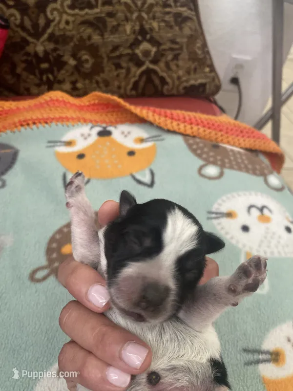 Pluto – Australian Cattle Dog puppy for sale in Dallas, TX
