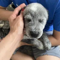 Davis, a male Australian Cattle Dog for sale in Dallas, TX – Photo 5 of 7