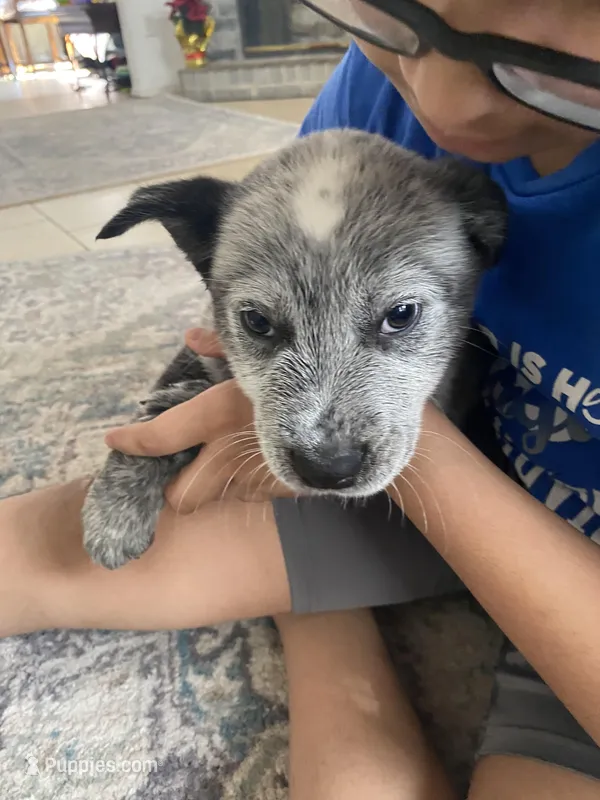 Davis – Australian Cattle Dog puppy for sale in Dallas, TX