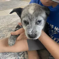 Davis, a male Australian Cattle Dog for sale in Dallas, TX – Photo 1 of 7
