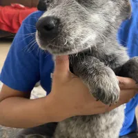 Davis, a male Australian Cattle Dog for sale in Dallas, TX – Photo 6 of 7