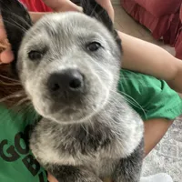 Davis, a male Australian Cattle Dog for sale in Dallas, TX – Photo 4 of 7