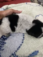 Pluto, a male Australian Cattle Dog for sale in Dallas, TX – 7 of 9