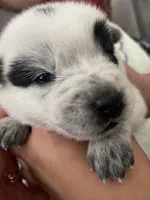 Luna, a female Australian Cattle Dog for sale in Dallas, TX – 4 of 9
