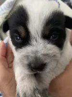 Odie, a male Australian Cattle Dog for sale in Dallas, TX – 4 of 9