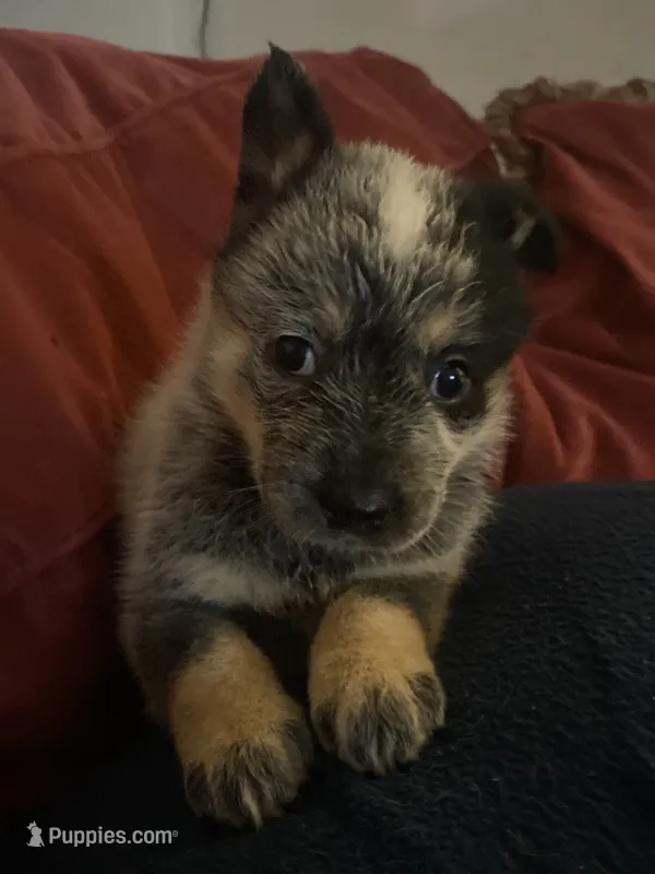 Nova – Australian Cattle Dog puppy for sale in Dallas, TX