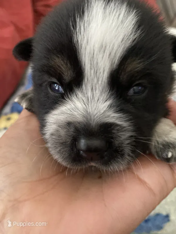 Pluto – Australian Cattle Dog puppy for sale in Dallas, TX