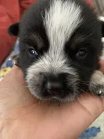 Pluto, a male Australian Cattle Dog for sale in Dallas, TX – 4 of 9