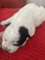 Nova, a female Australian Cattle Dog for sale in Dallas, TX – 9 of 9