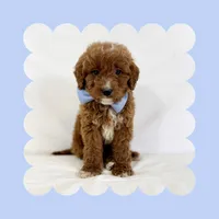 Mini Goldendoodle, a male Poodle - Toy  and Miniature Goldendoodle for sale in Los Angeles, CA – Photo 2 of 6