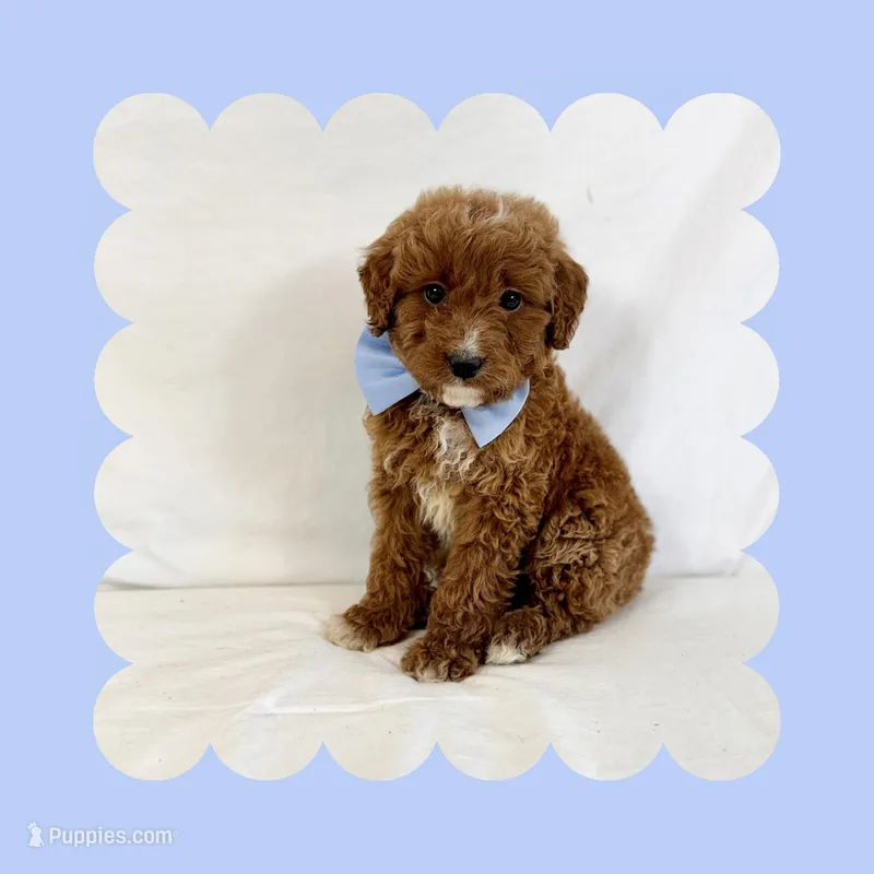 Mini Goldendoodle – Poodle - Toy , Miniature Goldendoodle puppy for sale in Los Angeles, CA
