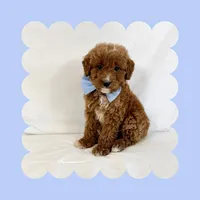 Mini Goldendoodle, a male Poodle - Toy  and Miniature Goldendoodle for sale in Los Angeles, CA – Photo 1 of 6