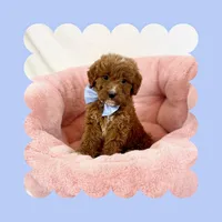 Mini Goldendoodle, a male Poodle - Toy  and Miniature Goldendoodle for sale in Los Angeles, CA – Photo 5 of 6