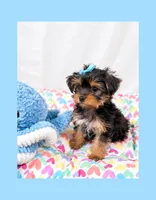 🩵Tiny Teacup Male🩵, a male Yorkshire Terrier for sale in Los Angeles, CA – 3 of 6