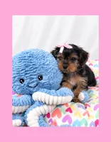 🎀Tiny Teacup Female🎀, a female Yorkshire Terrier for sale in Los Angeles, CA – 6 of 8