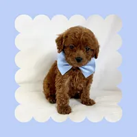 Mini Goldendoodle, a male Poodle - Toy  and Miniature Goldendoodle for sale in Los Angeles, CA – Photo 3 of 7