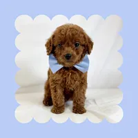 Mini Goldendoodle, a male Poodle - Toy  and Miniature Goldendoodle for sale in Los Angeles, CA – Photo 6 of 7