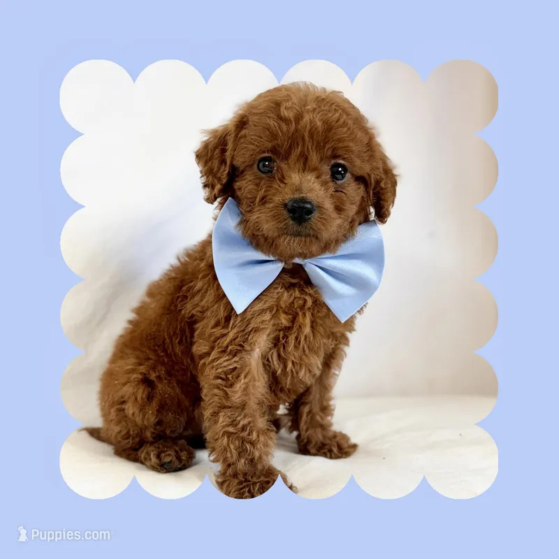 Mini Goldendoodle – Poodle - Toy , Miniature Goldendoodle puppy for sale in Los Angeles, CA