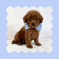 Mini Goldendoodle, a male Poodle - Toy  and Miniature Goldendoodle for sale in Los Angeles, CA – Photo 5 of 7