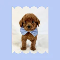 Mini Goldendoodle, a male Poodle - Toy  and Miniature Goldendoodle for sale in Los Angeles, CA – Photo 2 of 7