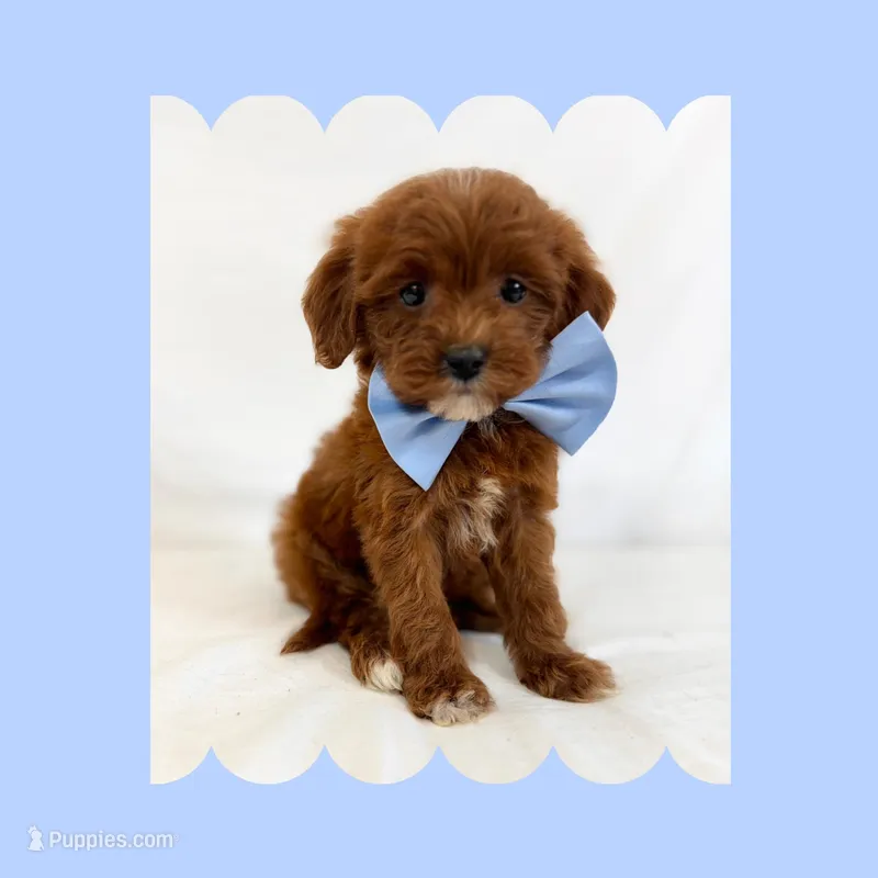 🩷CAVAPOO MALE🩷