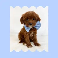 🩷CAVAPOO MALE🩷, a male Cavapoo and Poodle - Toy  for sale in Los Angeles, CA – Photo 1 of 7