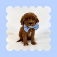 🩷CAVAPOO MALE🩷, a male Cavapoo and Poodle - Toy  for sale in Los Angeles, CA – Photo 3 of 7