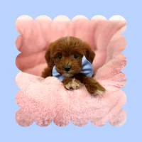 🩷CAVAPOO MALE🩷, a male Cavapoo and Poodle - Toy  for sale in Los Angeles, CA – Photo 7 of 7