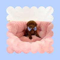 🩷CAVAPOO MALE🩷, a male Cavapoo and Poodle - Toy  for sale in Los Angeles, CA – Photo 6 of 7