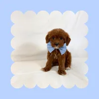🩷CAVAPOO MALE🩷, a male Cavapoo and Poodle - Toy  for sale in Los Angeles, CA – Photo 4 of 7