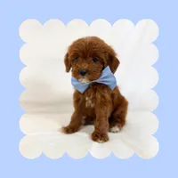 🩷CAVAPOO MALE🩷, a male Cavapoo and Poodle - Toy  for sale in Los Angeles, CA – Photo 5 of 7