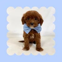 🩷CAVAPOO MALE🩷, a male Cavapoo and Poodle - Toy  for sale in Los Angeles, CA – Photo 2 of 7