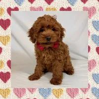 ❤️Mini Goldendoodle❤️, a female Poodle - Toy  and Miniature Goldendoodle for sale in Los Angeles, CA – Photo 3 of 5
