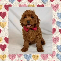 ❤️Mini Goldendoodle❤️, a female Poodle - Toy  and Miniature Goldendoodle for sale in Los Angeles, CA – Photo 1 of 5