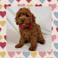 ❤️Mini Goldendoodle❤️, a female Poodle - Toy  and Miniature Goldendoodle for sale in Los Angeles, CA – Photo 5 of 5